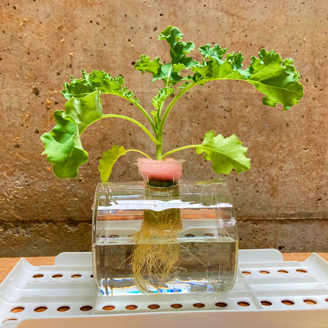 水耕栽培ケール